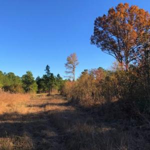 Photo of UNDER CONTRACT!  70.53 Acres of Hunting and Timber Land For Sale in Edgecombe County NC!