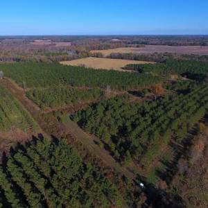 Photo of UNDER CONTRACT!  70.53 Acres of Hunting and Timber Land For Sale in Edgecombe County NC!