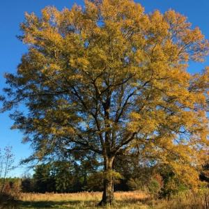 Photo of UNDER CONTRACT!  70.53 Acres of Hunting and Timber Land For Sale in Edgecombe County NC!