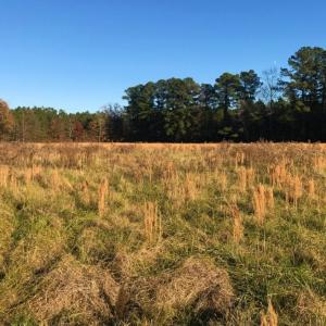 Photo of UNDER CONTRACT!  70.53 Acres of Hunting and Timber Land For Sale in Edgecombe County NC!