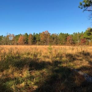 Photo of UNDER CONTRACT!  70.53 Acres of Hunting and Timber Land For Sale in Edgecombe County NC!