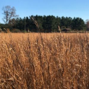 Photo of UNDER CONTRACT!  70.53 Acres of Hunting and Timber Land For Sale in Edgecombe County NC!