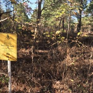 Photo of UNDER CONTRACT!  70.53 Acres of Hunting and Timber Land For Sale in Edgecombe County NC!