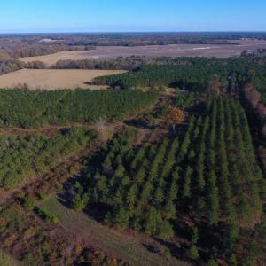 Photo of UNDER CONTRACT!  70.53 Acres of Hunting and Timber Land For Sale in Edgecombe County NC!