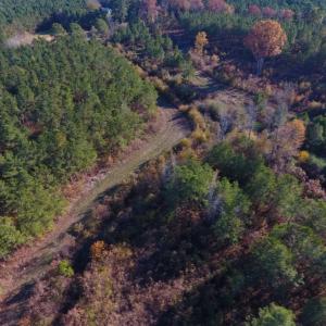 Photo of UNDER CONTRACT!  70.53 Acres of Hunting and Timber Land For Sale in Edgecombe County NC!