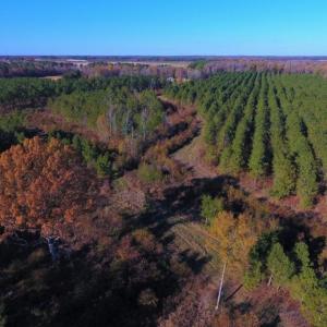 Photo of UNDER CONTRACT!  70.53 Acres of Hunting and Timber Land For Sale in Edgecombe County NC!