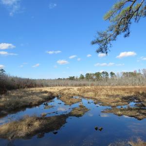 Photo of UNDER CONTRACT!  131 Acres of Hunting and Timber Land For Sale in Robeson County NC!