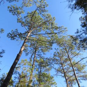 Photo of UNDER CONTRACT!  131 Acres of Hunting and Timber Land For Sale in Robeson County NC!