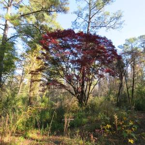 Photo of UNDER CONTRACT!  131 Acres of Hunting and Timber Land For Sale in Robeson County NC!