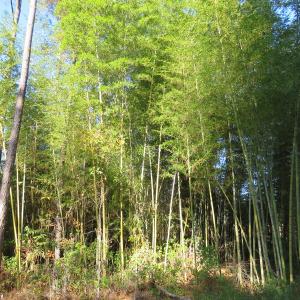 Photo of UNDER CONTRACT!  131 Acres of Hunting and Timber Land For Sale in Robeson County NC!