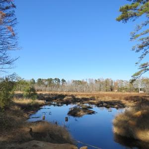 Photo of UNDER CONTRACT!  131 Acres of Hunting and Timber Land For Sale in Robeson County NC!