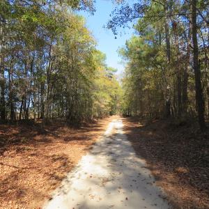 Photo of UNDER CONTRACT!  131 Acres of Hunting and Timber Land For Sale in Robeson County NC!