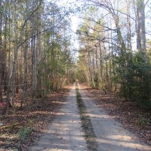 Photo of UNDER CONTRACT!  131 Acres of Hunting and Timber Land For Sale in Robeson County NC!