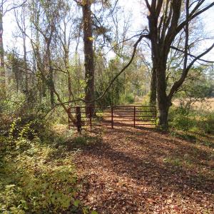 Photo of UNDER CONTRACT!  131 Acres of Hunting and Timber Land For Sale in Robeson County NC!