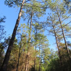 Photo of UNDER CONTRACT!  131 Acres of Hunting and Timber Land For Sale in Robeson County NC!