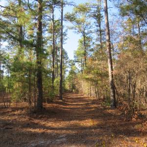 Photo of UNDER CONTRACT!  131 Acres of Hunting and Timber Land For Sale in Robeson County NC!