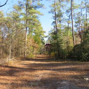 Photo of UNDER CONTRACT!  131 Acres of Hunting and Timber Land For Sale in Robeson County NC!