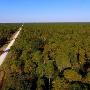 Photo of UNDER CONTRACT!  60 Acres of Bear and Deer Hunting Land For Sale in Hyde County NC!