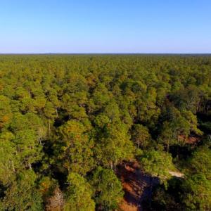 Photo of UNDER CONTRACT!  60 Acres of Bear and Deer Hunting Land For Sale in Hyde County NC!