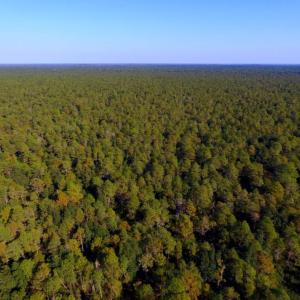 Photo of UNDER CONTRACT!  60 Acres of Bear and Deer Hunting Land For Sale in Hyde County NC!