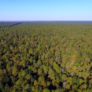 Photo of UNDER CONTRACT!  60 Acres of Bear and Deer Hunting Land For Sale in Hyde County NC!