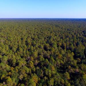 Photo of UNDER CONTRACT!  60 Acres of Bear and Deer Hunting Land For Sale in Hyde County NC!