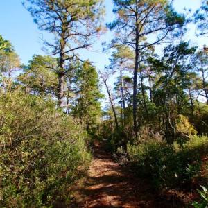 Photo of UNDER CONTRACT!  60 Acres of Bear and Deer Hunting Land For Sale in Hyde County NC!