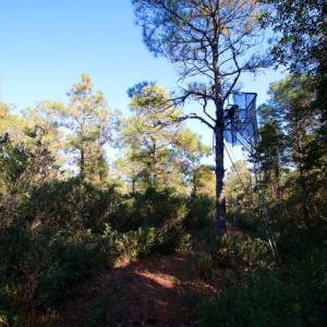 Photo of UNDER CONTRACT!  60 Acres of Bear and Deer Hunting Land For Sale in Hyde County NC!