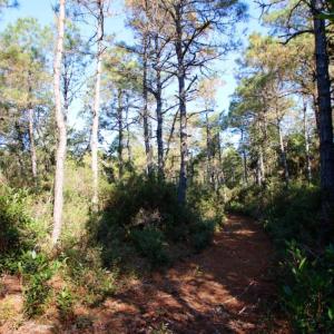 Photo of UNDER CONTRACT!  60 Acres of Bear and Deer Hunting Land For Sale in Hyde County NC!