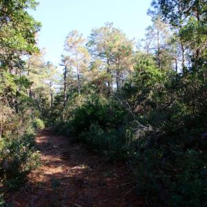 Photo of UNDER CONTRACT!  60 Acres of Bear and Deer Hunting Land For Sale in Hyde County NC!