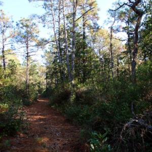 Photo of UNDER CONTRACT!  60 Acres of Bear and Deer Hunting Land For Sale in Hyde County NC!