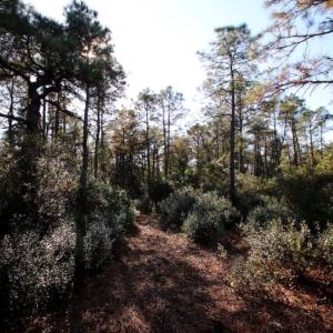 Photo of UNDER CONTRACT!  60 Acres of Bear and Deer Hunting Land For Sale in Hyde County NC!