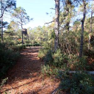 Photo of UNDER CONTRACT!  60 Acres of Bear and Deer Hunting Land For Sale in Hyde County NC!