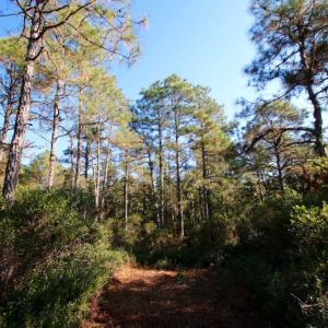 Photo of UNDER CONTRACT!  60 Acres of Bear and Deer Hunting Land For Sale in Hyde County NC!