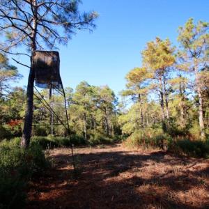 Photo of UNDER CONTRACT!  60 Acres of Bear and Deer Hunting Land For Sale in Hyde County NC!