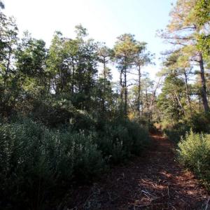 Photo of UNDER CONTRACT!  60 Acres of Bear and Deer Hunting Land For Sale in Hyde County NC!