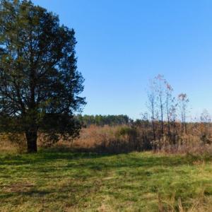 Photo of UNDER CONTRACT!  47.55 Acres of Hunting Land For Sale in Warren County NC!