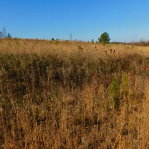 Photo of UNDER CONTRACT!  47.55 Acres of Hunting Land For Sale in Warren County NC!