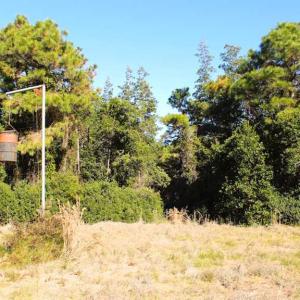 Photo of SOLD!!  60 Acres of Hunting Land For Sale in Hyde County NC!