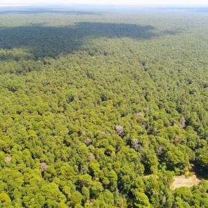 Photo of SOLD!!  60 Acres of Hunting Land For Sale in Hyde County NC!