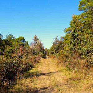 Photo of SOLD!!  60 Acres of Hunting Land For Sale in Hyde County NC!