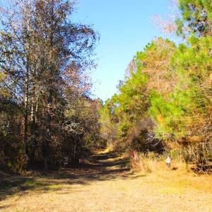 Photo of SOLD!!  60 Acres of Hunting Land For Sale in Hyde County NC!