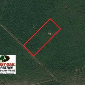 Photo of SOLD!!  60 Acres of Hunting Land For Sale in Hyde County NC!