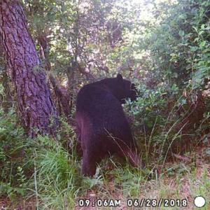 Photo of SOLD!!  60 Acres of Hunting Land For Sale in Hyde County NC!