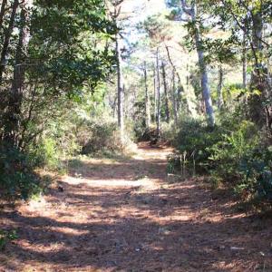 Photo of SOLD!!  60 Acres of Hunting Land For Sale in Hyde County NC!