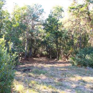 Photo of SOLD!!  60 Acres of Hunting Land For Sale in Hyde County NC!