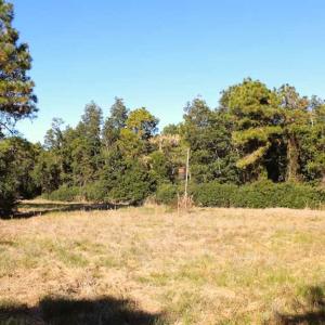 Photo of SOLD!!  60 Acres of Hunting Land For Sale in Hyde County NC!