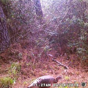 Photo of SOLD!!  60 Acres of Hunting Land For Sale in Hyde County NC!