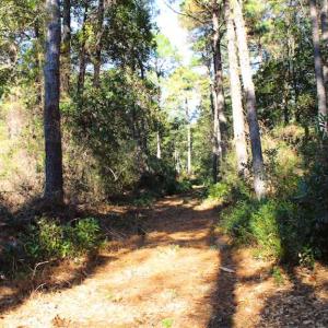 Photo of SOLD!!  60 Acres of Hunting Land For Sale in Hyde County NC!