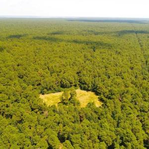 Photo of SOLD!!  60 Acres of Hunting Land For Sale in Hyde County NC!
